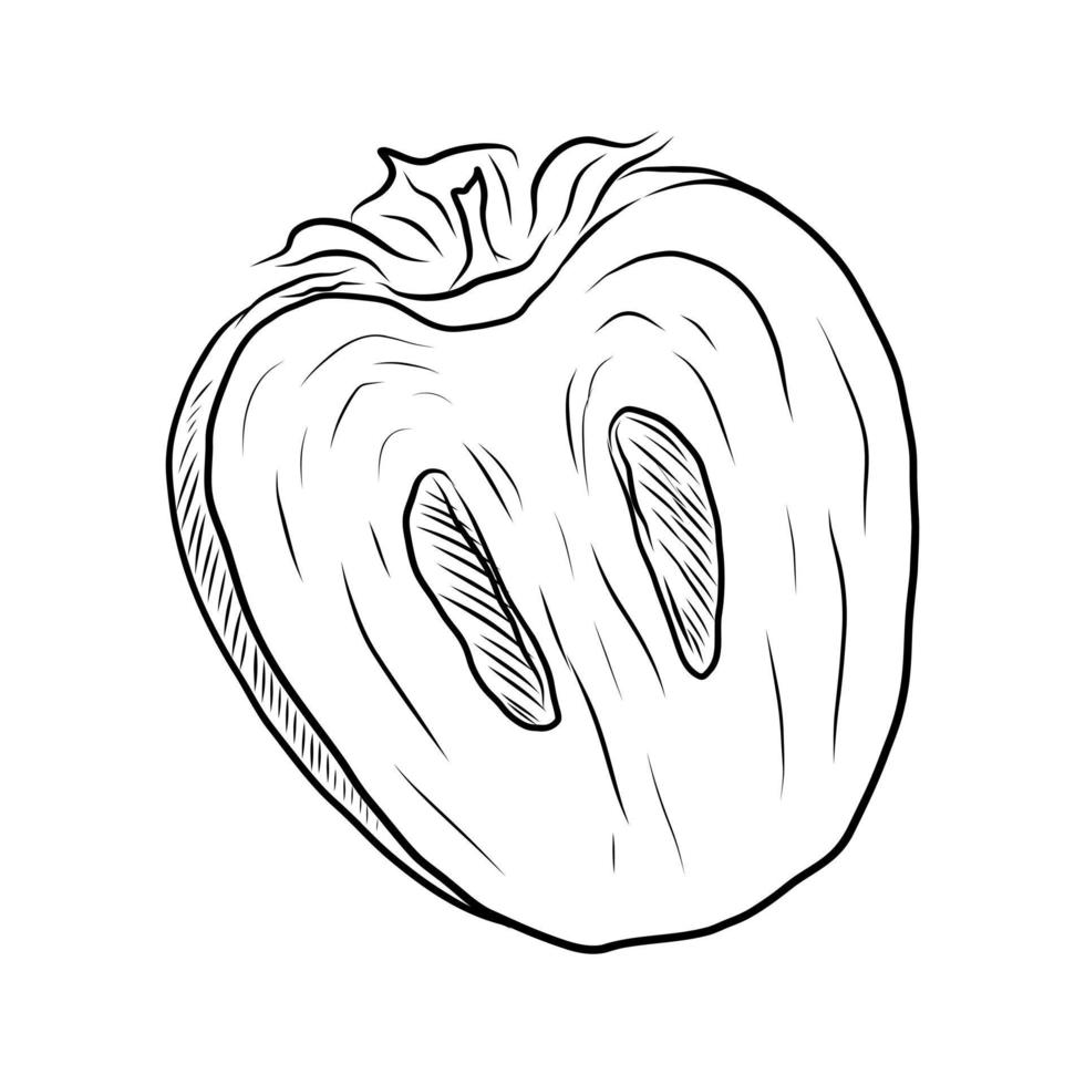 VECTOR DRAWING OF PERSIMMON SLICES ON A WHITE BACKGROUND