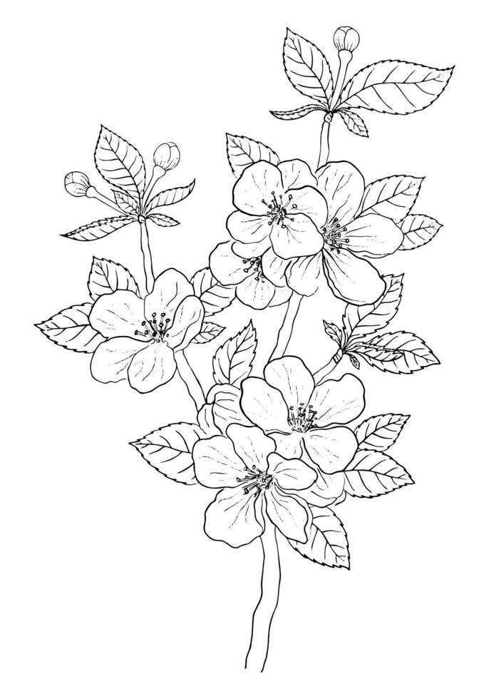 VECTOR DRAWING OF A BLACK BRANCH OF A FLOWERING APPLE TREE ON A WHITE BACKGROUND