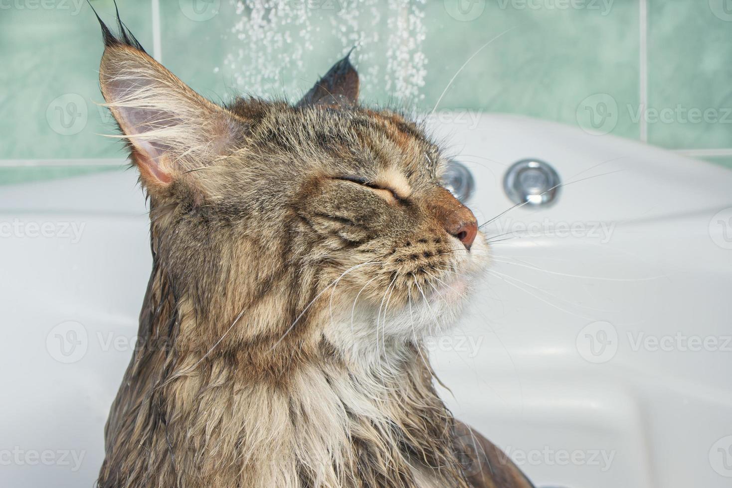 Wet cat in the bath photo