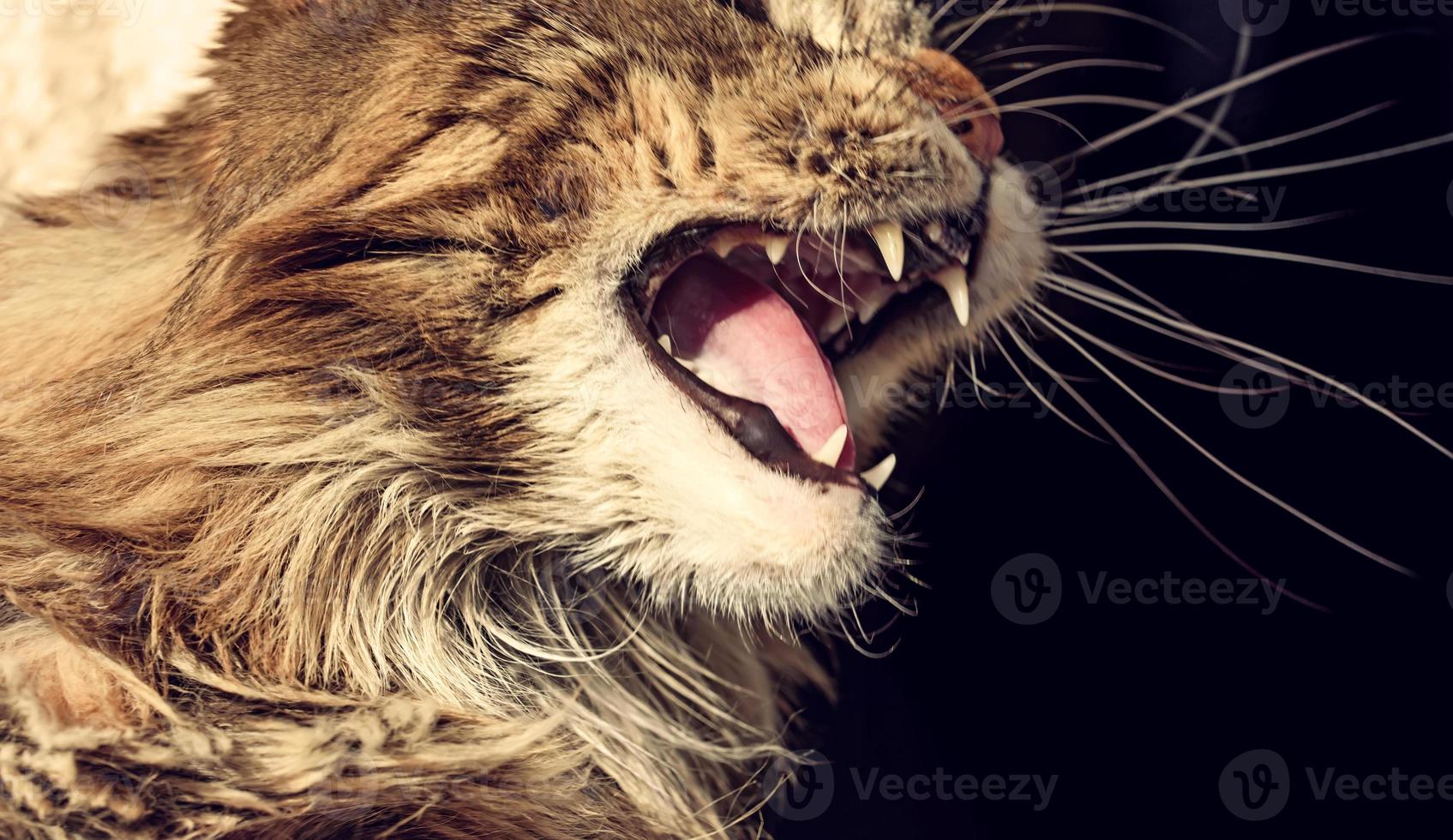 Angry cat muzzle photo