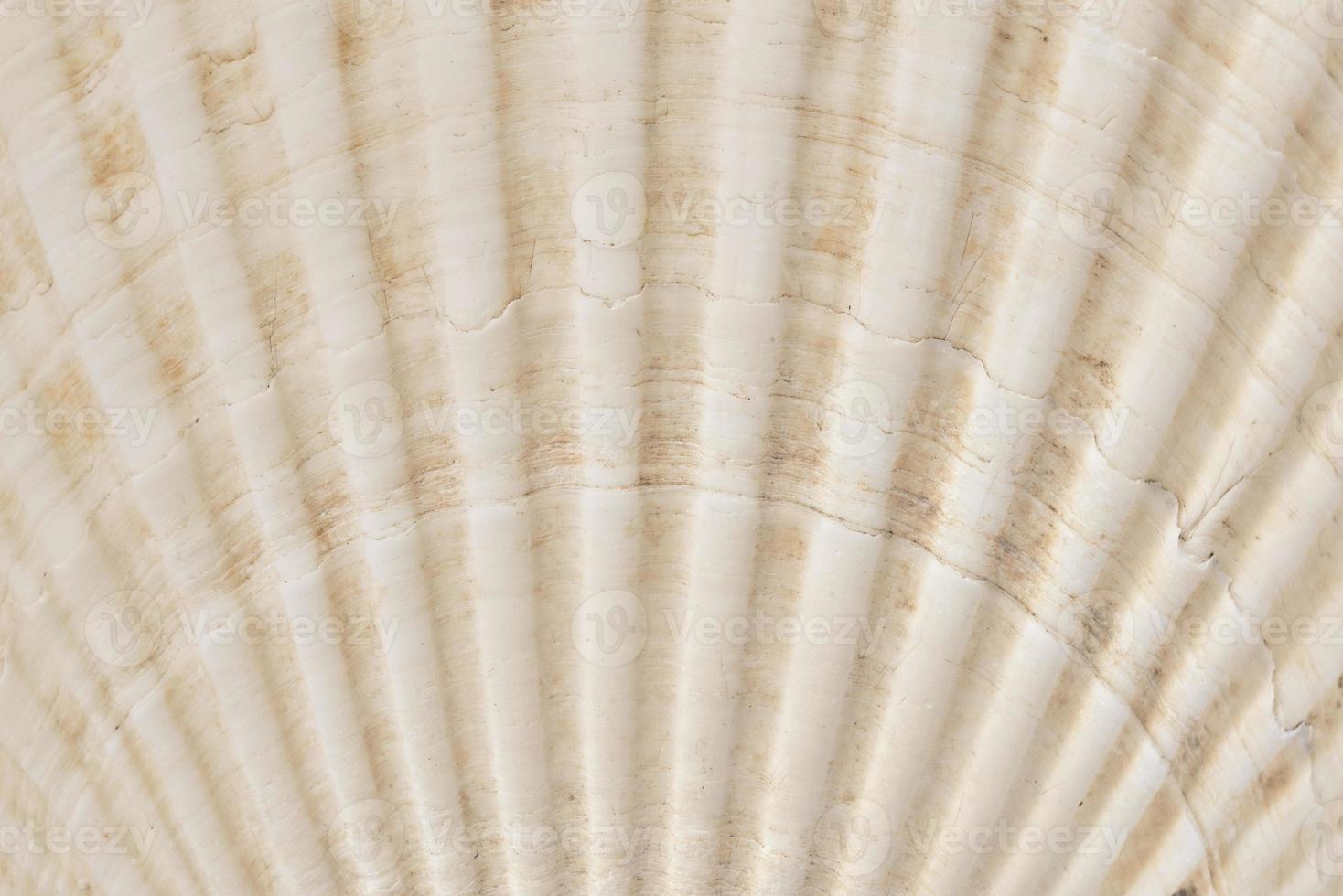Background of the shell photo