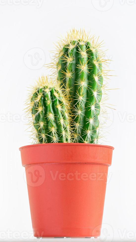 cactus. potted plant photo