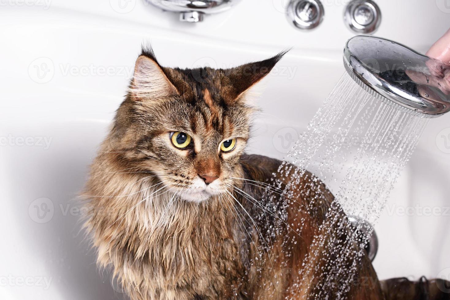 Cat bath. wet cat photo