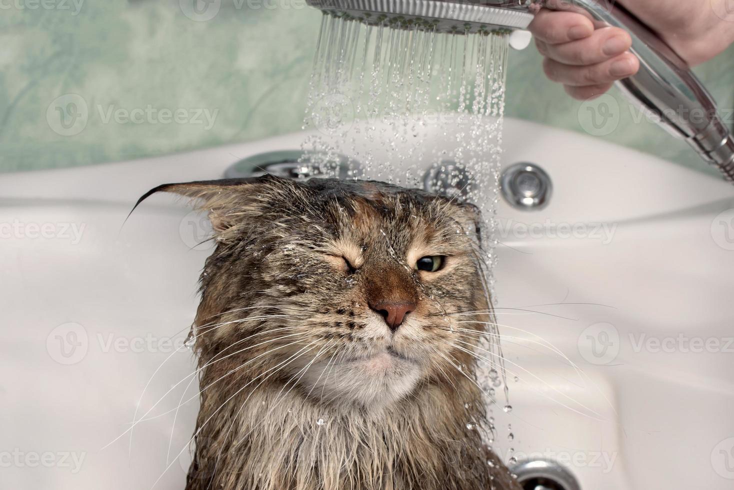 Wet cat in the bath photo