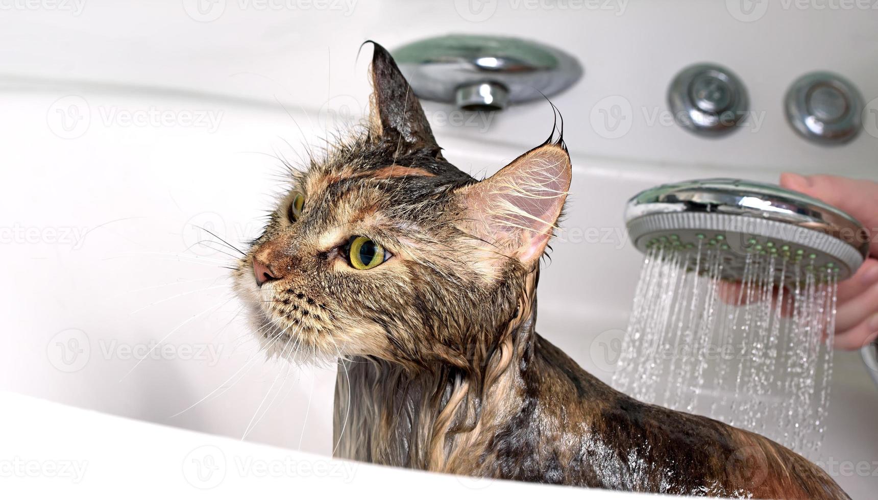 Cat bath. wet cat photo