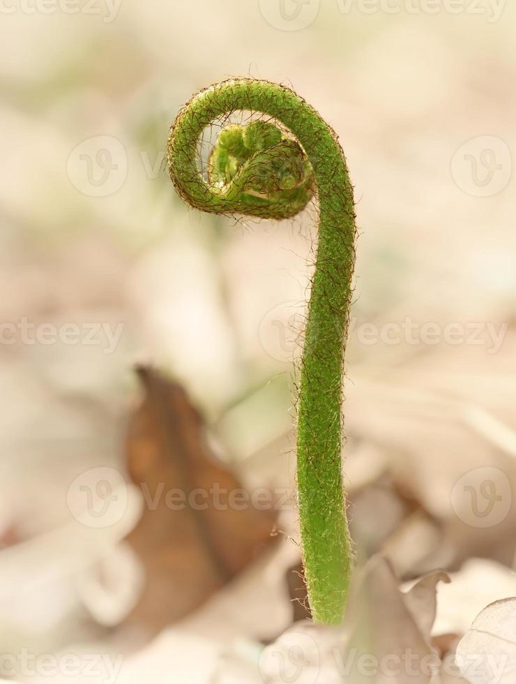 hoja de helecho en el bosque foto