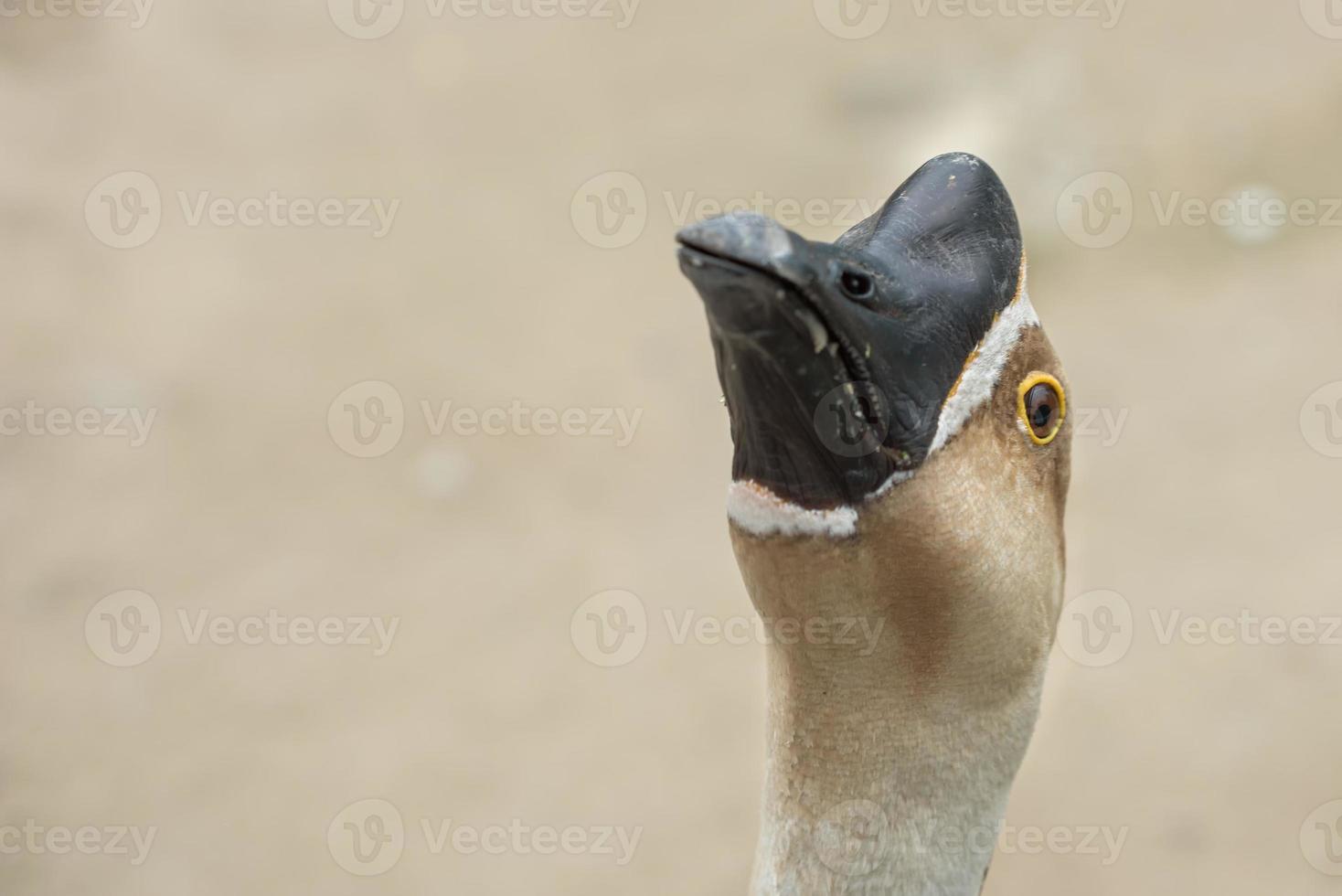 head of a domestic goose photo