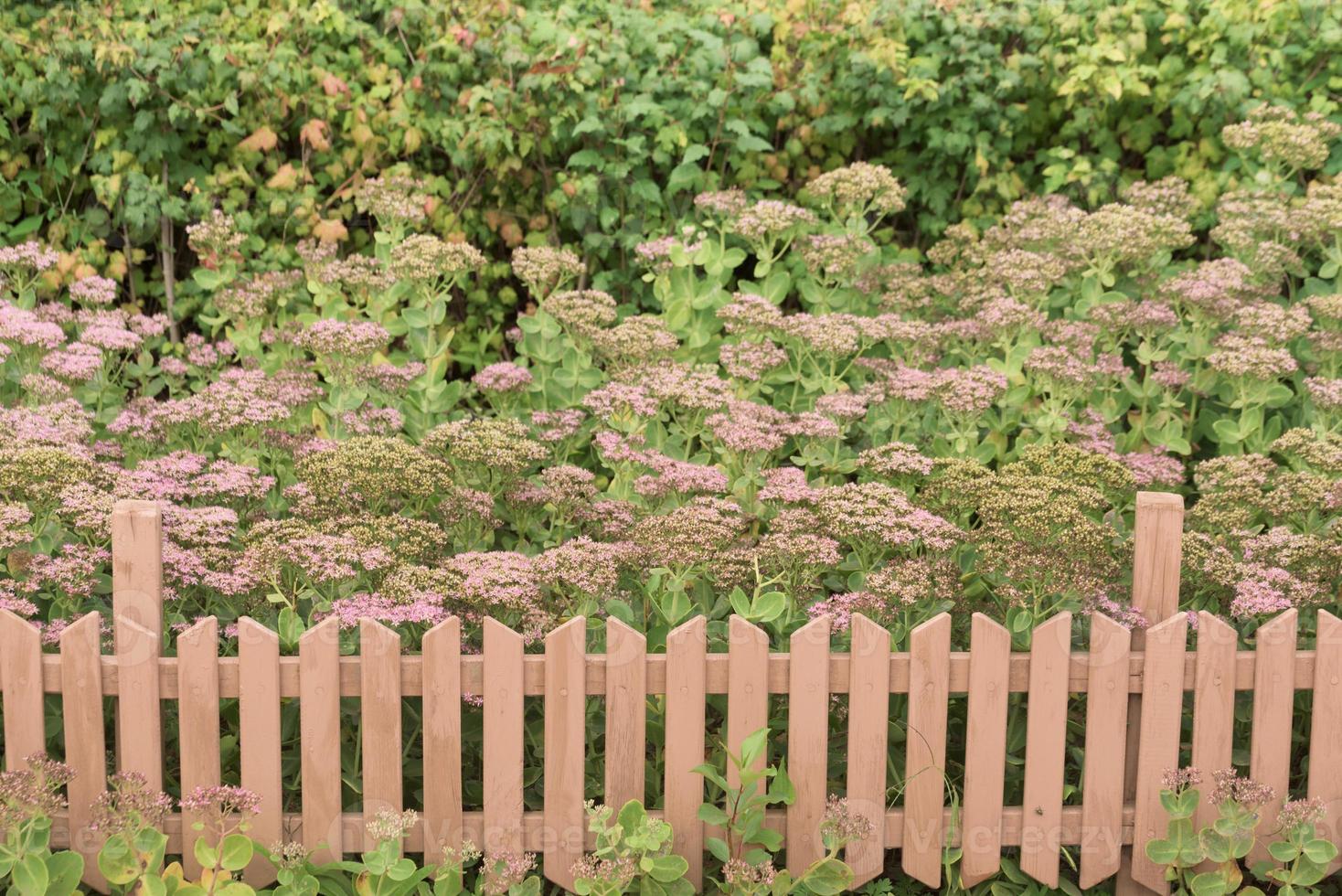 macizo de flores con valla foto