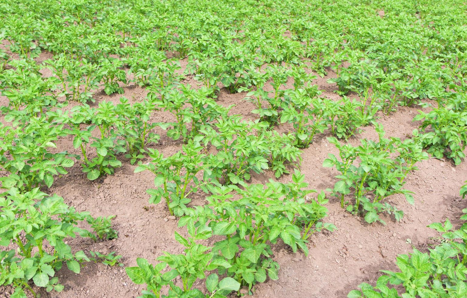 potato plants in the garden photo