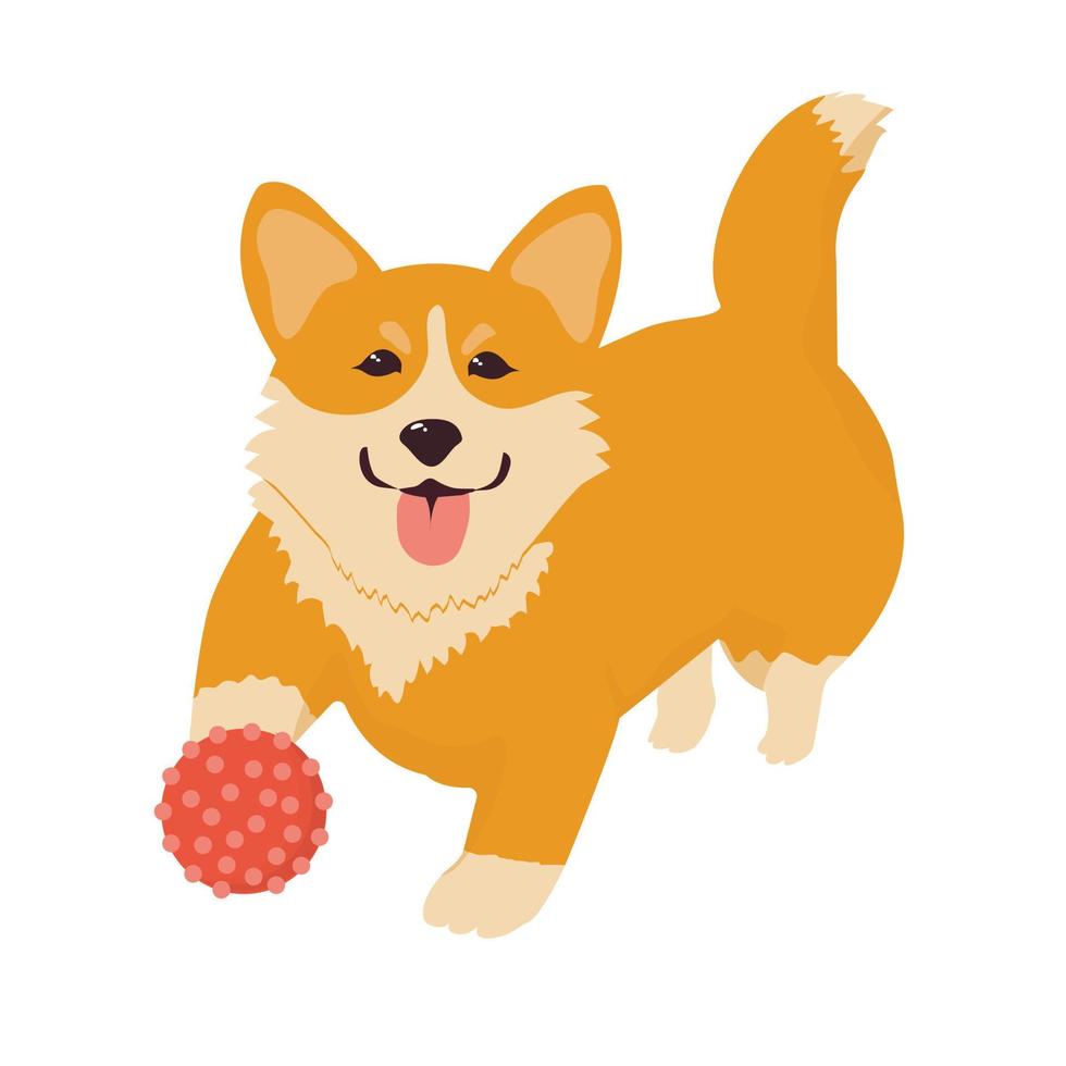 Cute Corgi dog playing. Funny active doggy jumping and catching ball.   Flat   vector illustration