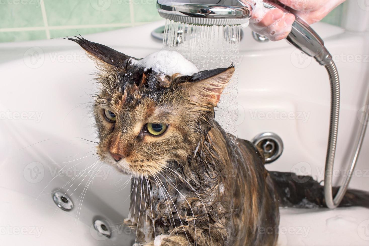 Wet cat in the bath photo