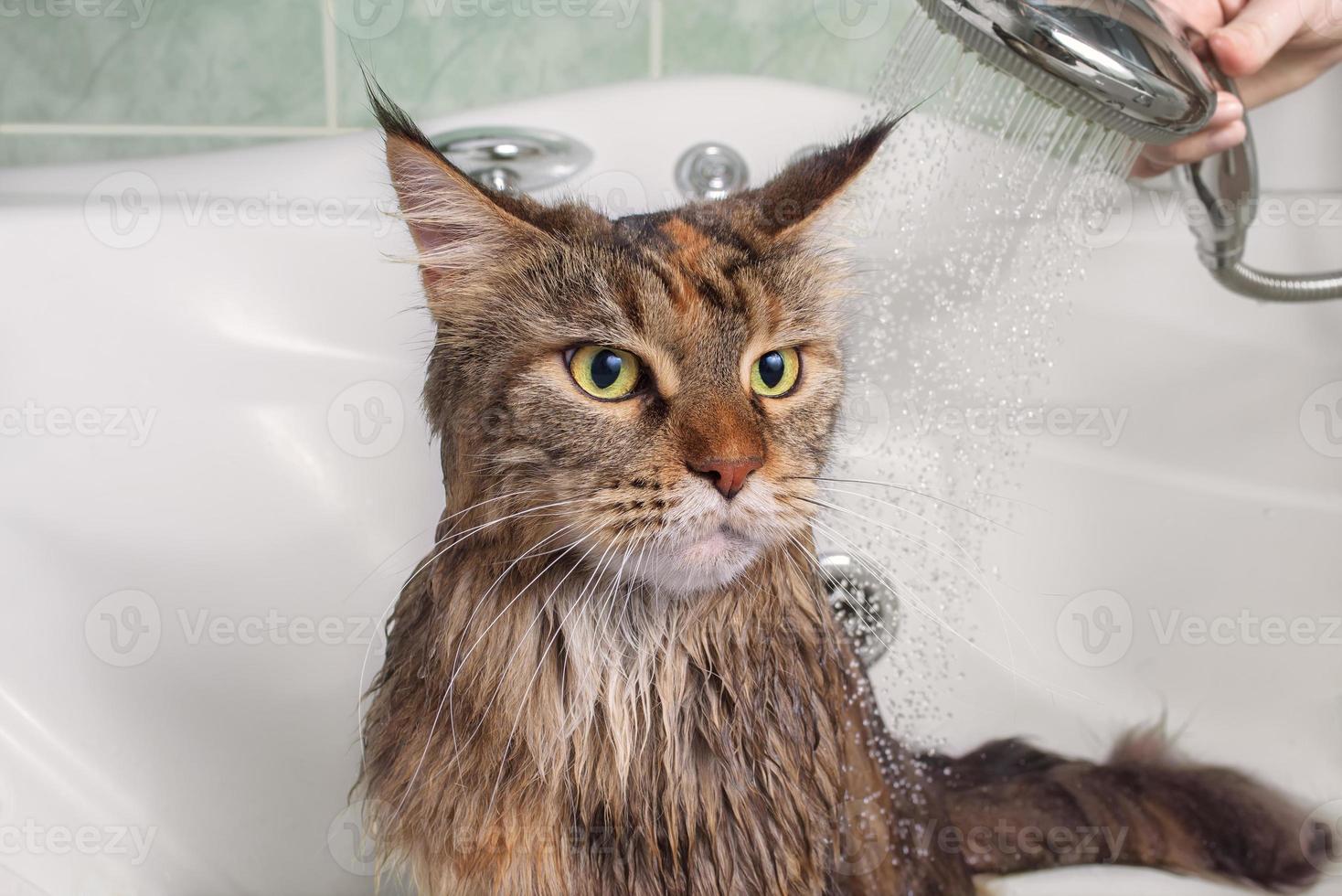 Wet cat in the bath photo