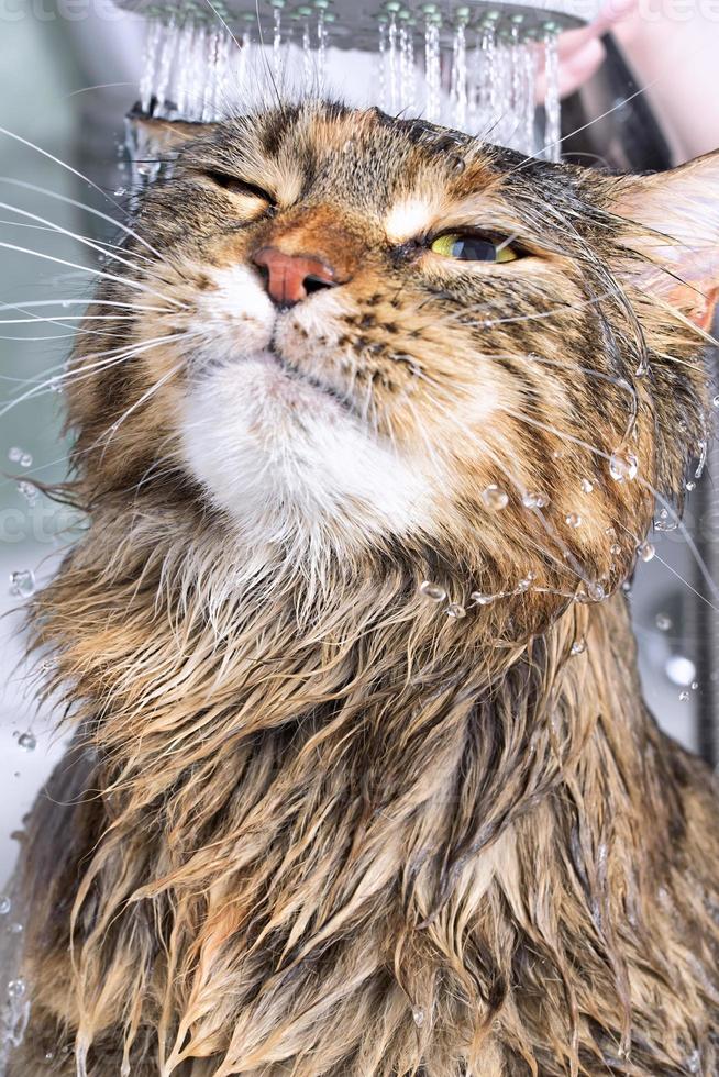 Wet cat in the bath photo