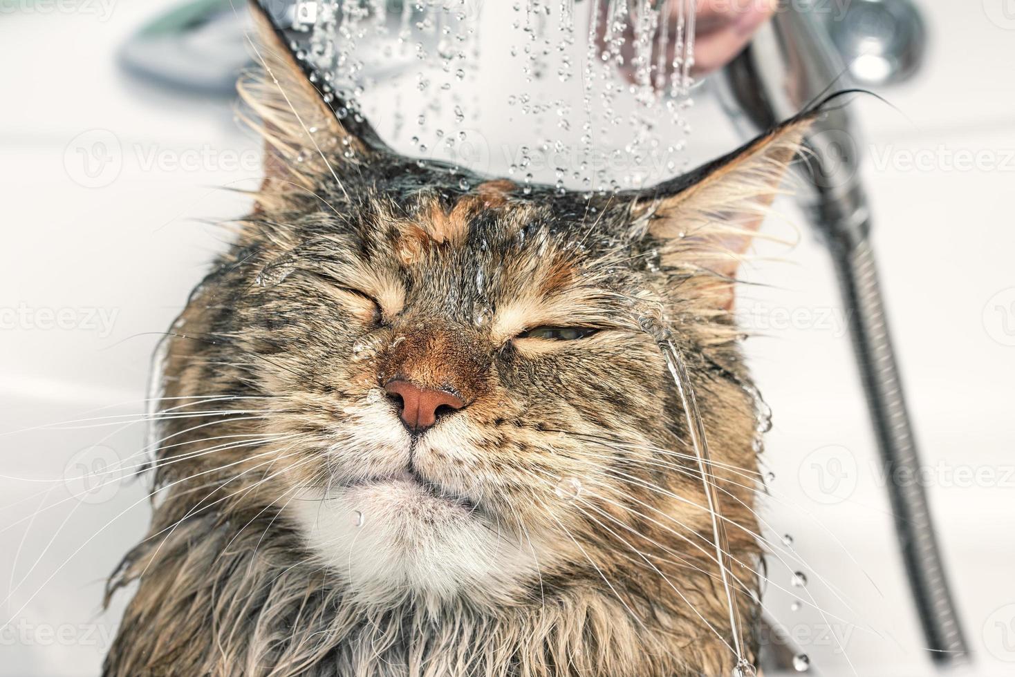 Wet cat in the bath photo