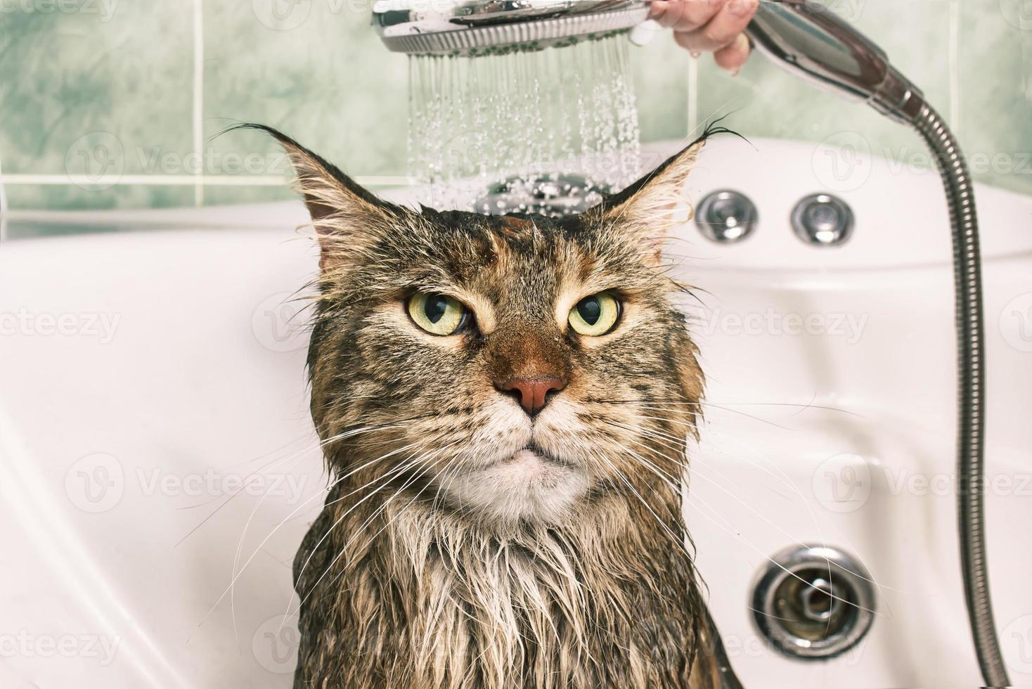 Wet cat in the bath photo