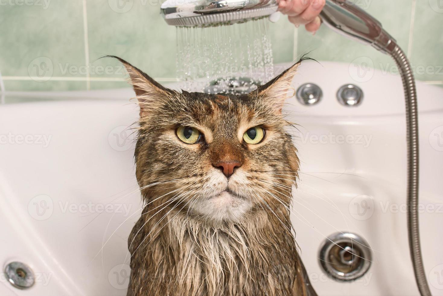 Wet cat in the bath photo