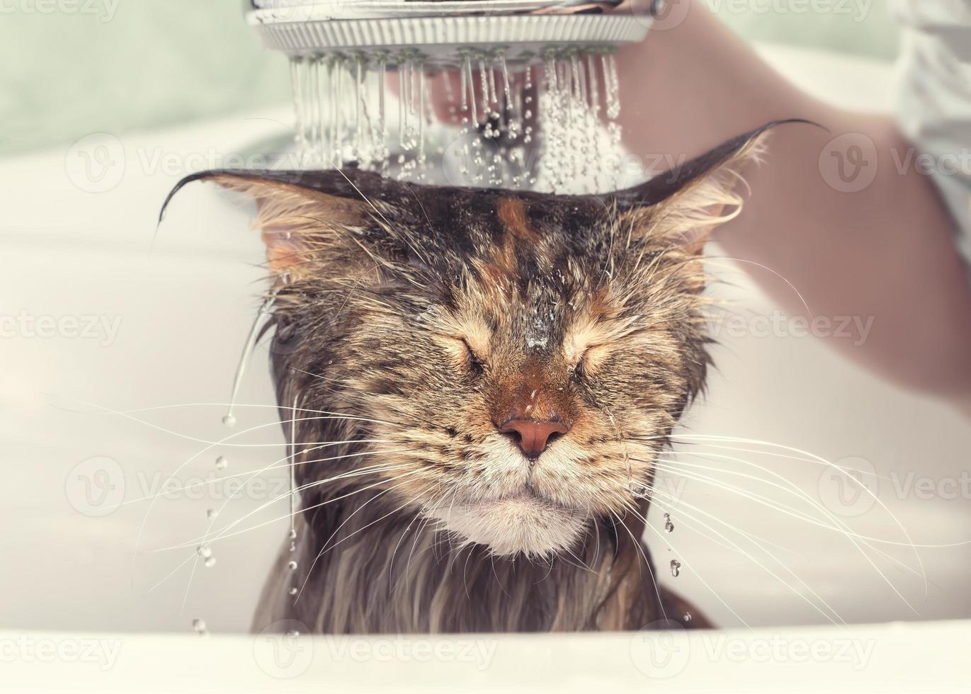 Wet cat in the bath photo