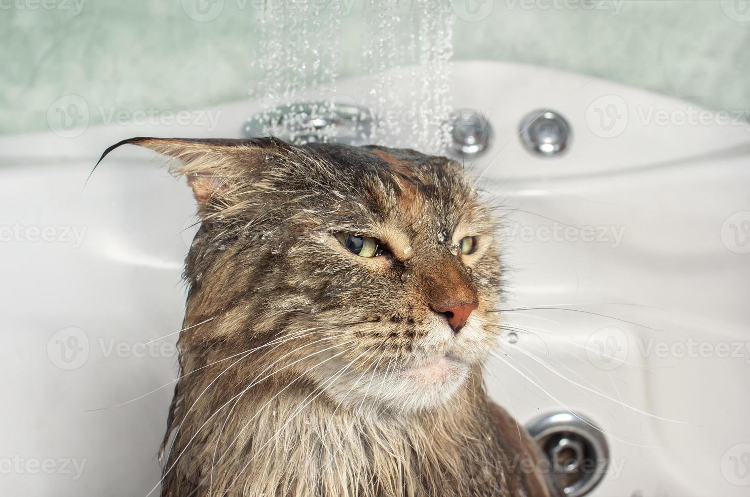 Wet cat in the bath photo