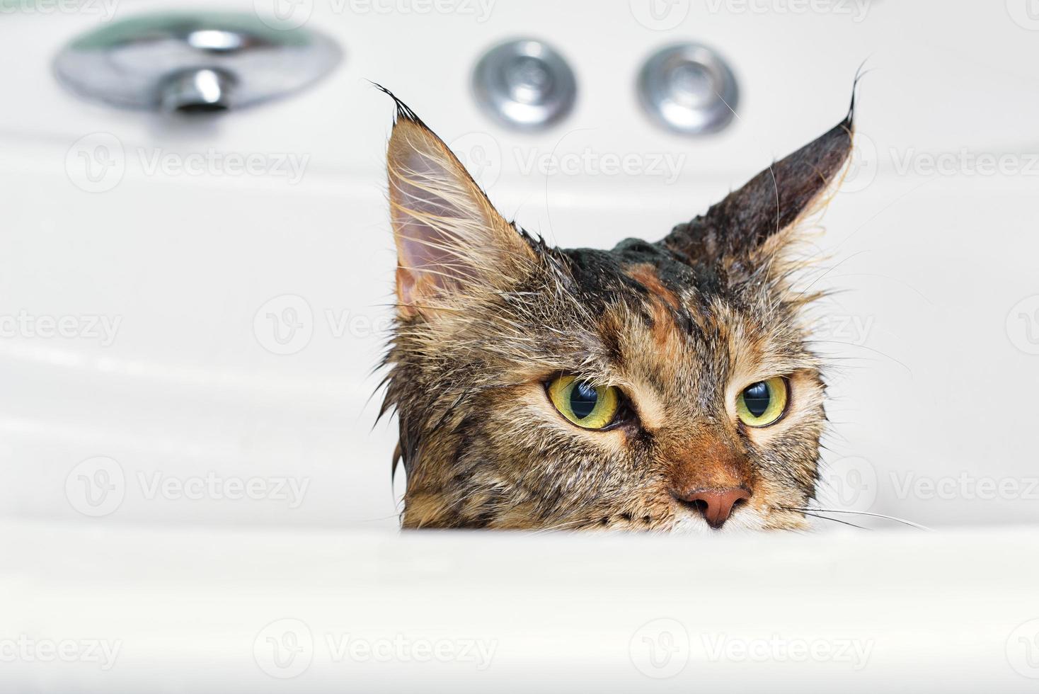 Wet cat in the bath photo