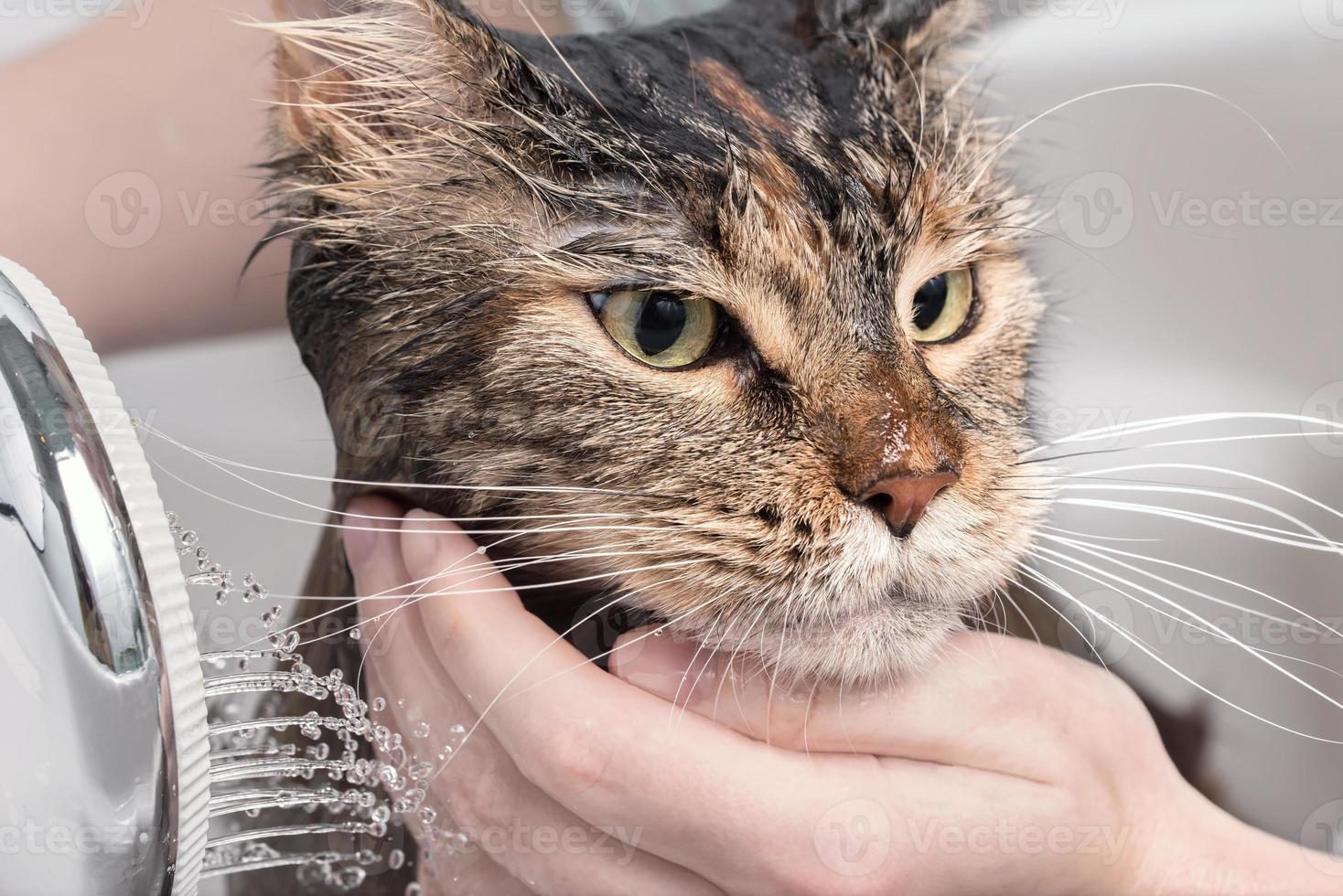 Wet cat in the bath photo