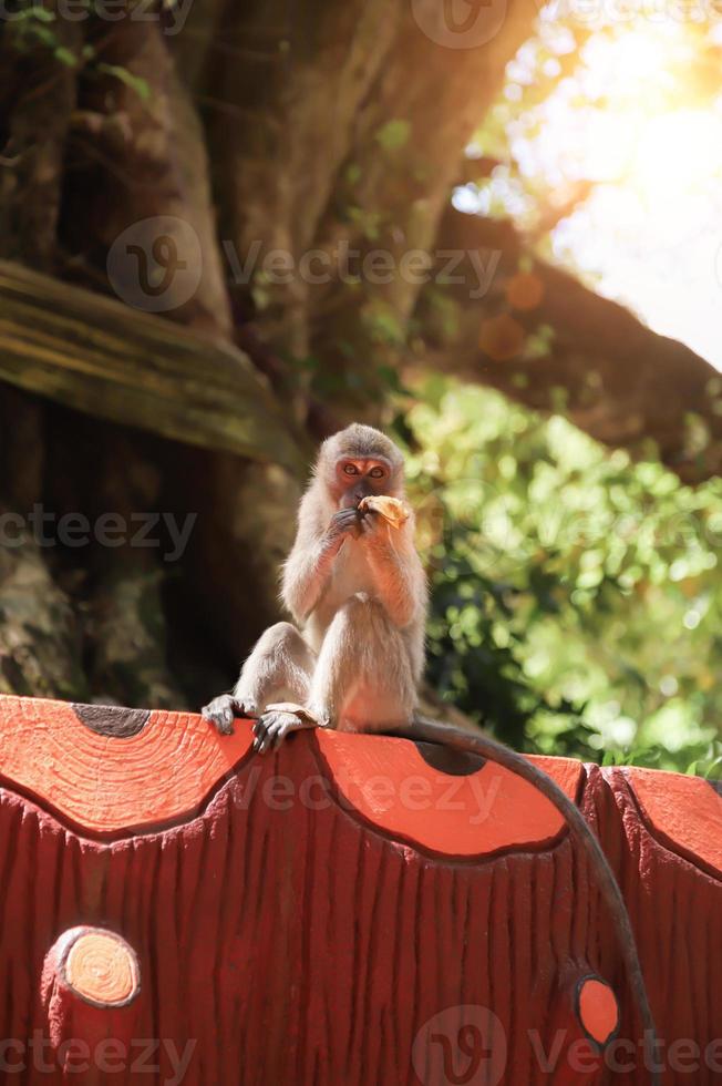 mono bebé comiendo plátanos bajo un árbol grande durante el día, concepto de vida silvestre foto