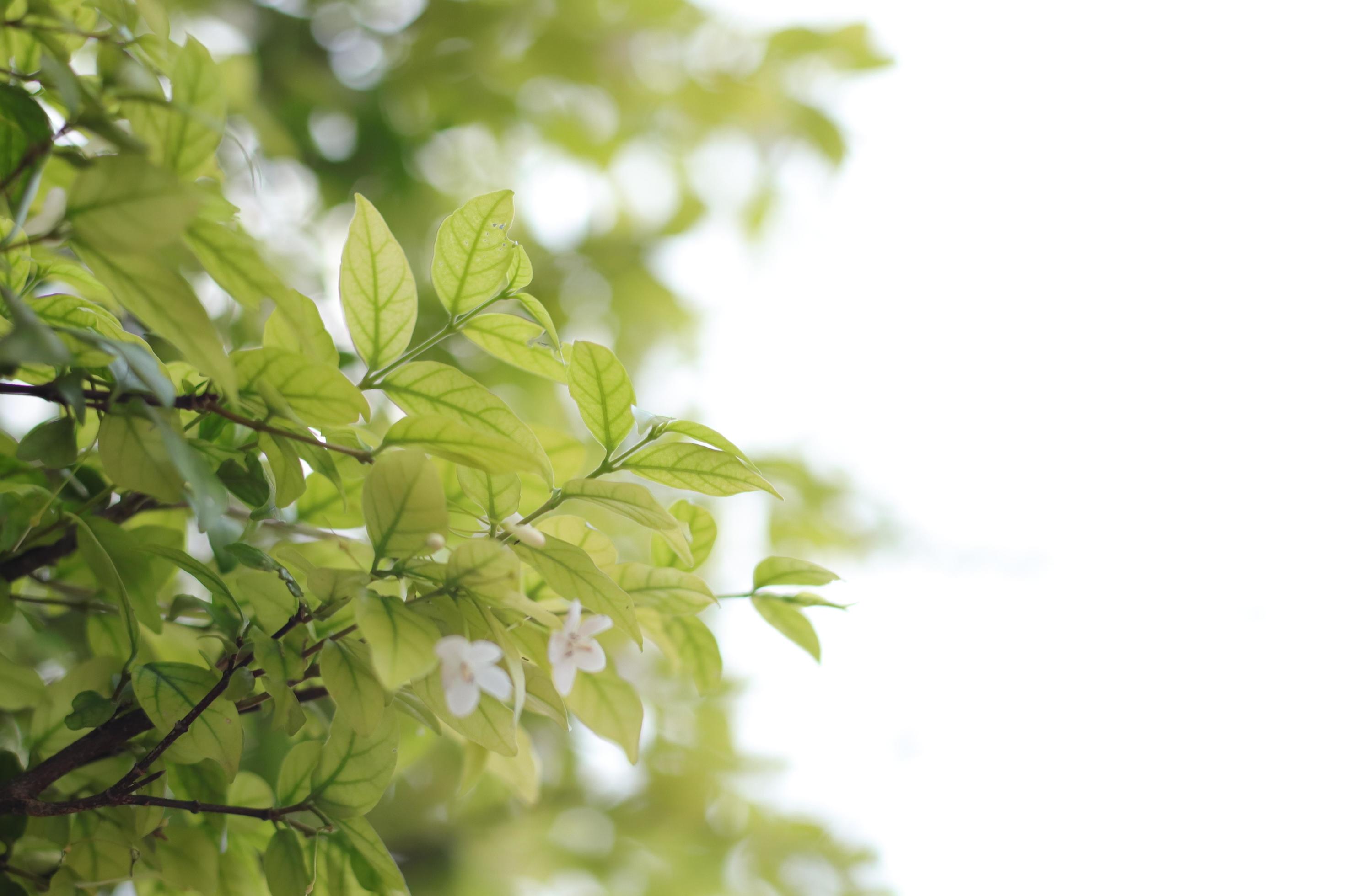 Green leaf background, green leaves on blur background 8176205 Stock