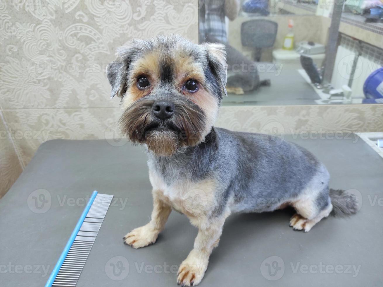 A shorn well-groomed dog on a groomer's table next to a comb lies photo