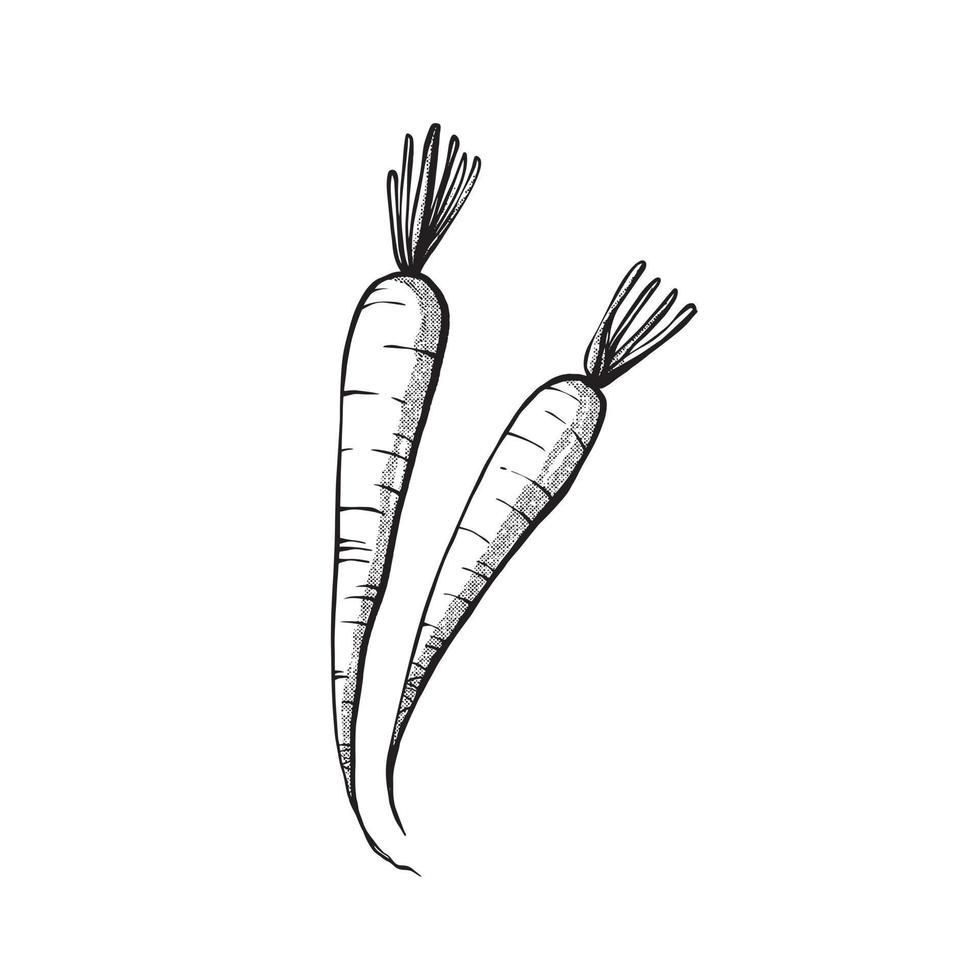 carrot illustration sketch. hand draw technique. line art illustration vector