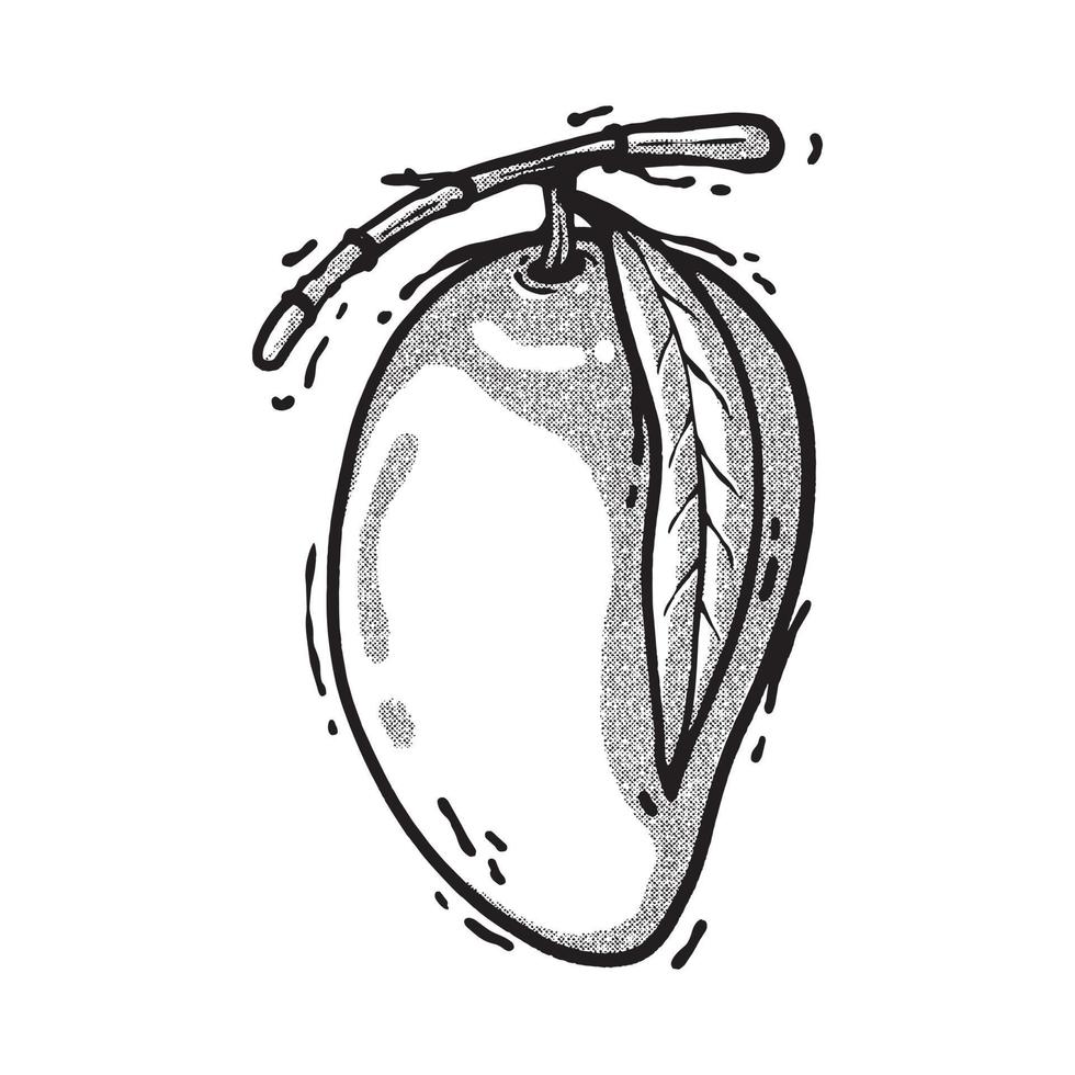 fresh mango sketch. hand draw technique. line art vector