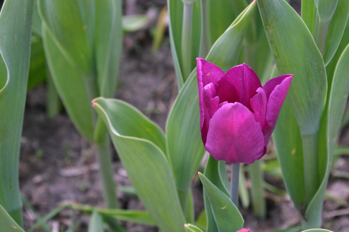 Tulip with lilac purple petals in a flower bed against the background of green leaves. Spring Flower. photo