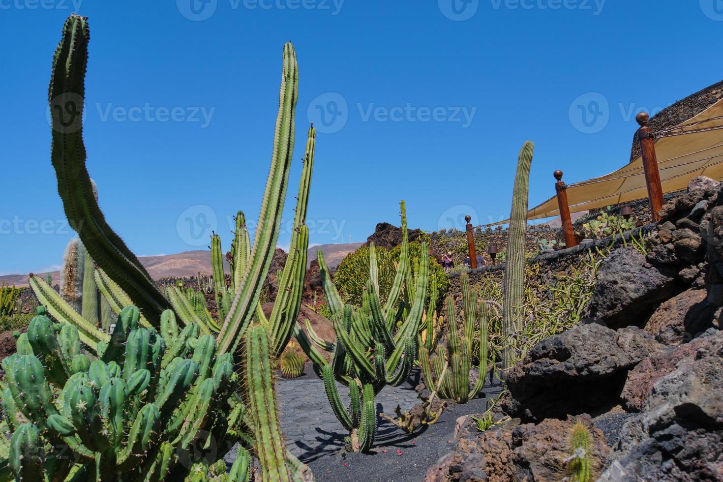 cactus garden in Guatiza, Lanzarote photo