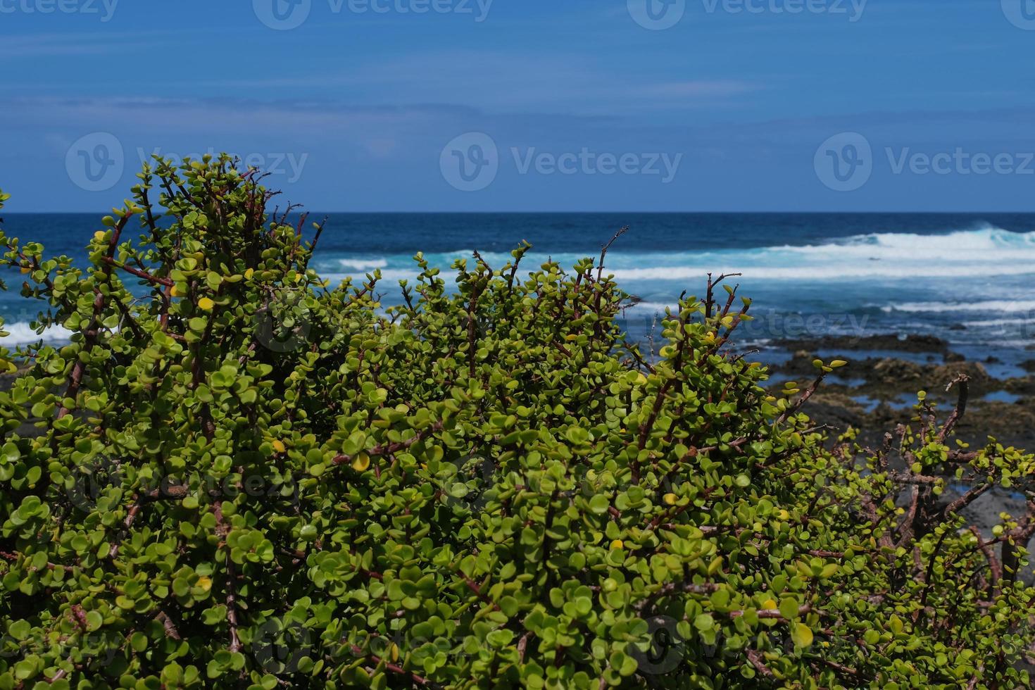 Crassula ovata in front of the Atlantic photo