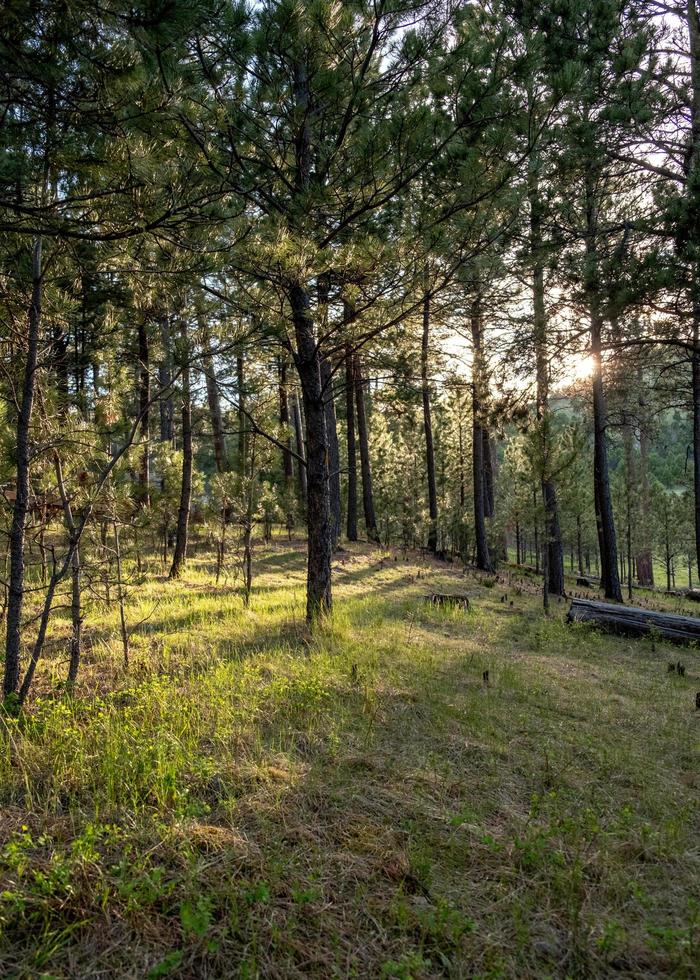 Forest in South Dakota photo