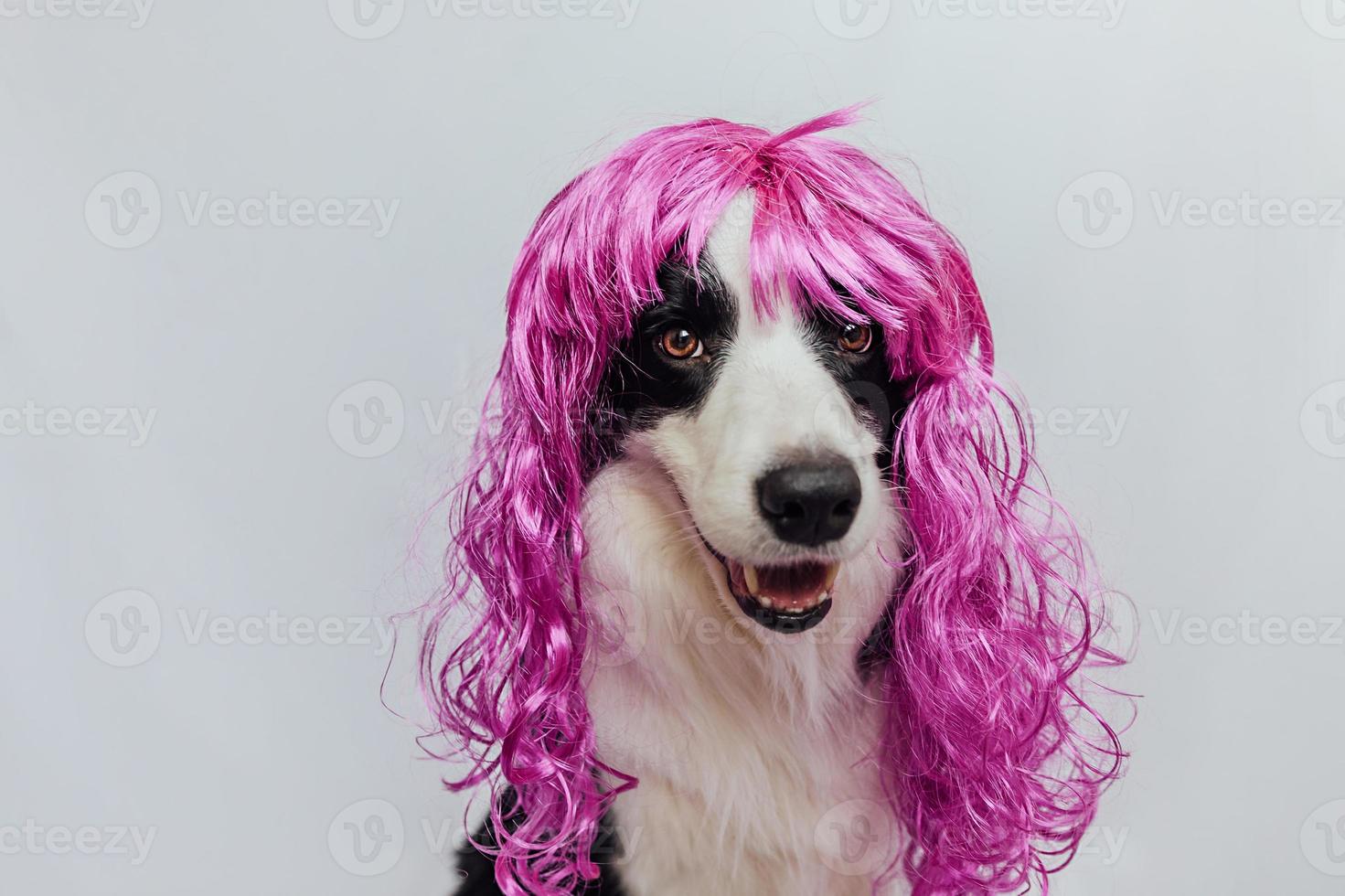Pet dog border collie wearing colorful curly lilac wig isolated on white background. Funny puppy in pink wig in carnival or halloween party. Emotional pet muzzle. Grooming barber hairdresser concept. photo