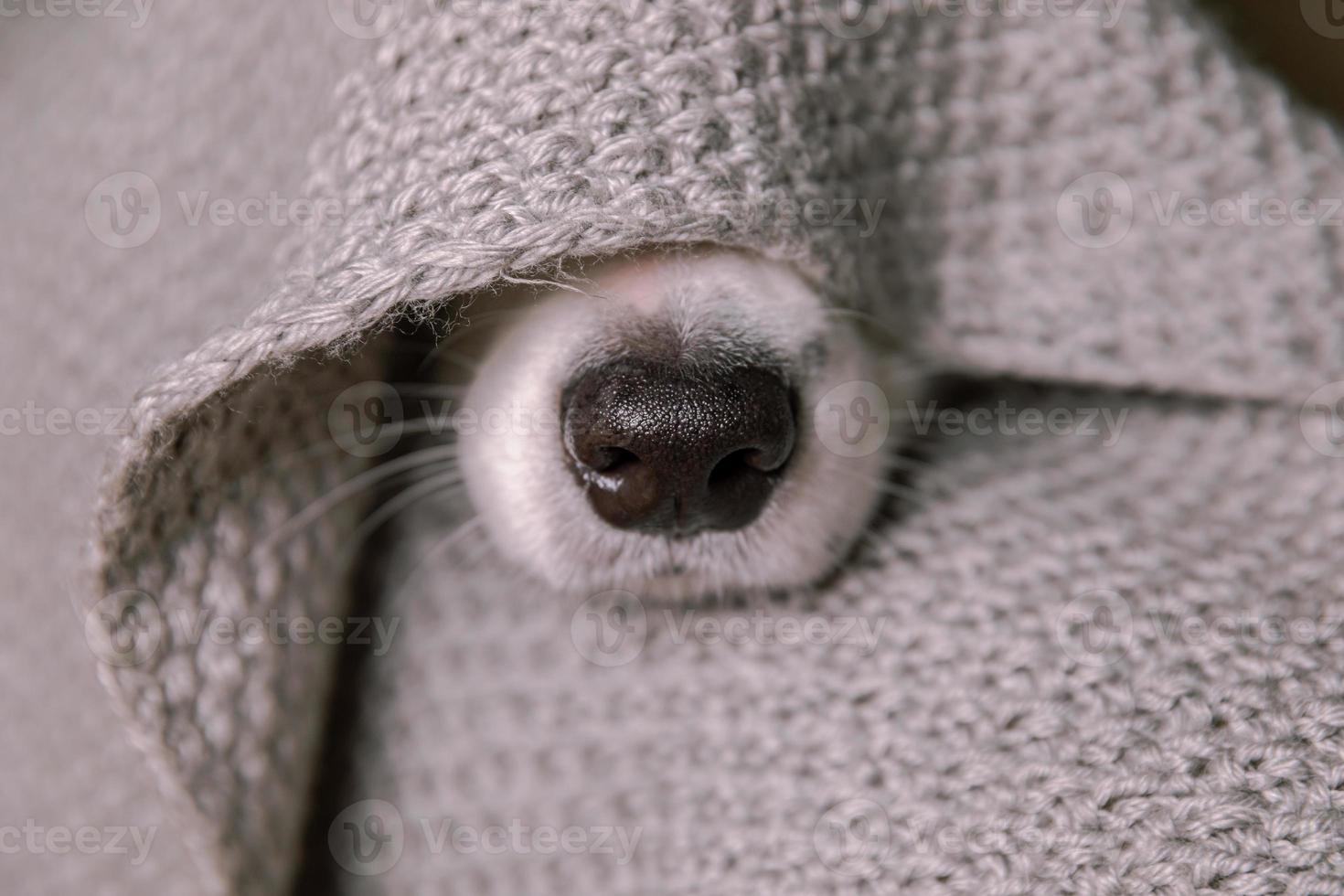 Funny puppy dog border collie lying on couch under warm knitted scarf indoors. Dog nose sticks out from under plaid close up. Winter or autumn fall dog portrait. Hygge mood cold weather concept. photo