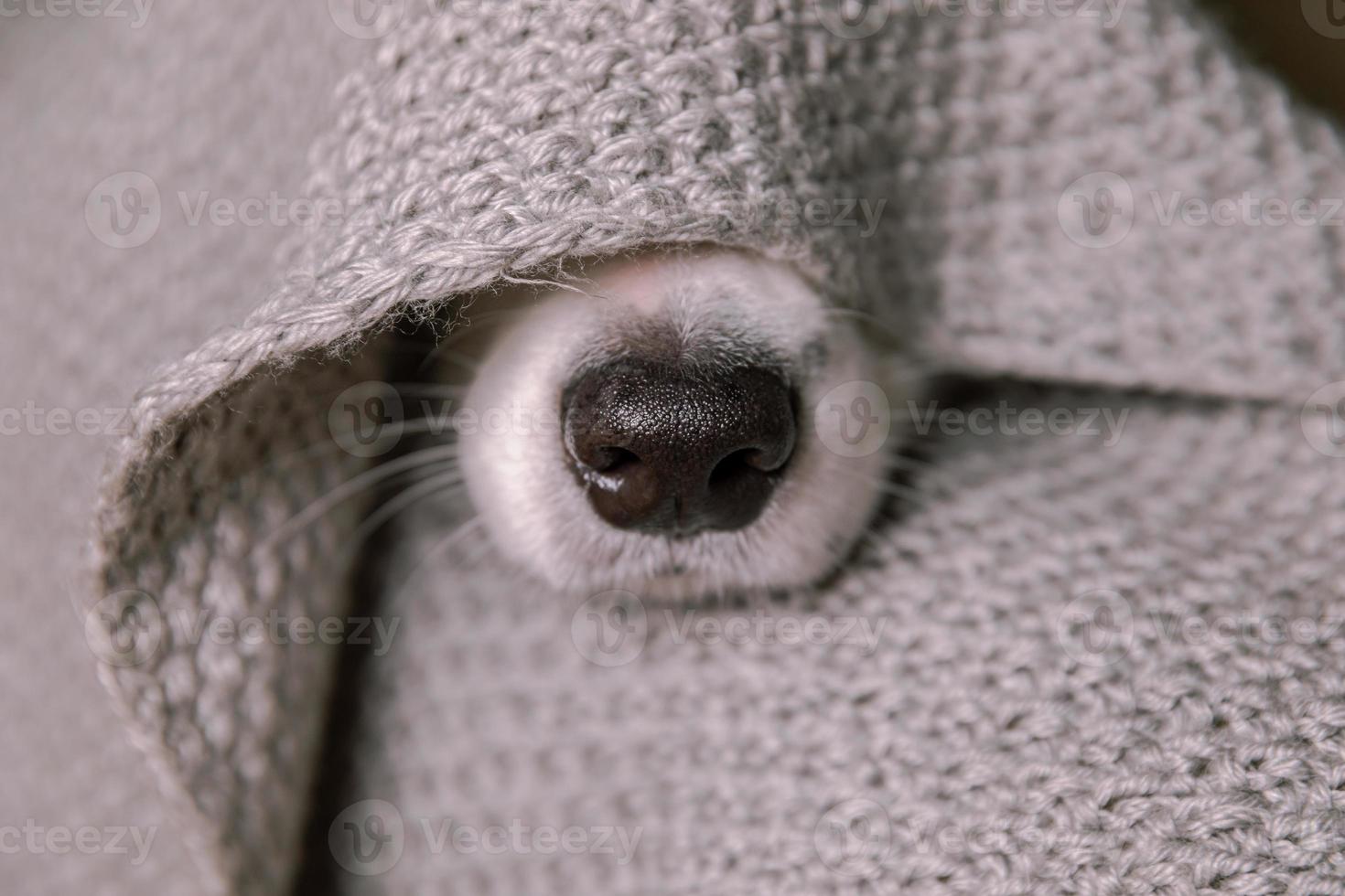 Funny puppy dog border collie lying on couch under warm knitted scarf indoors. Dog nose sticks out from under plaid close up. Winter or autumn fall dog portrait. Hygge mood cold weather concept. photo