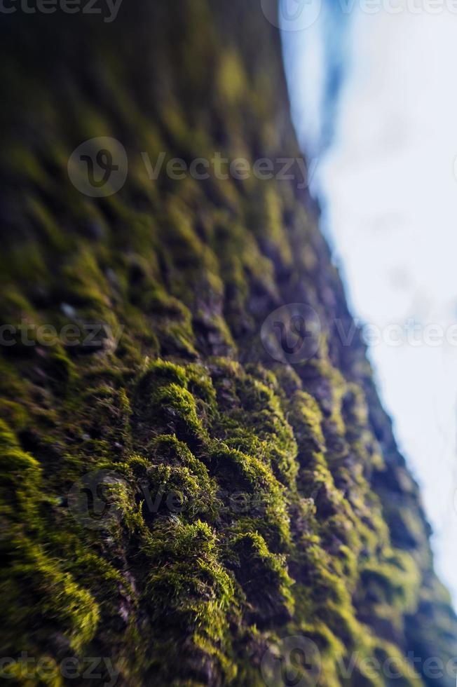 green moss on tree surface photo