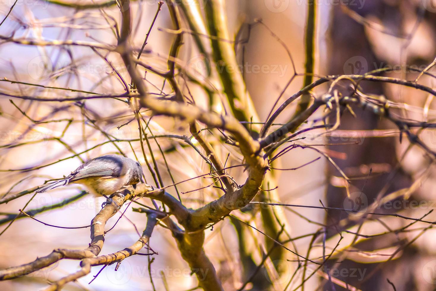 Marsh Tit chickadee resting on a tree branch photo