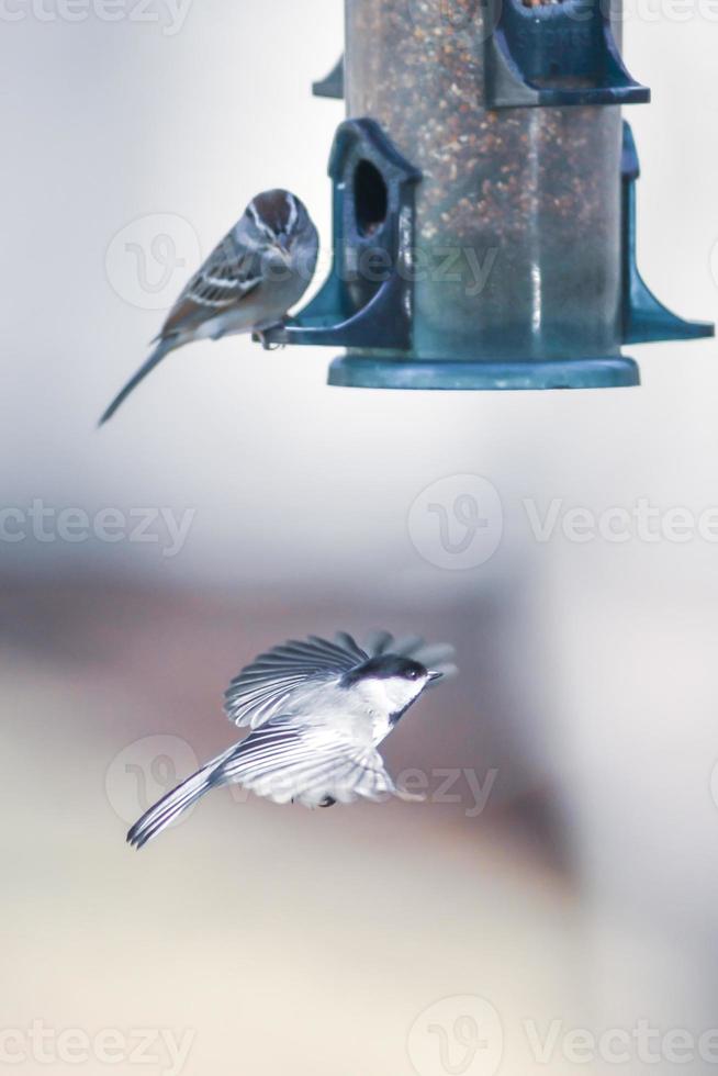 birds feeding and playing at the feeder photo