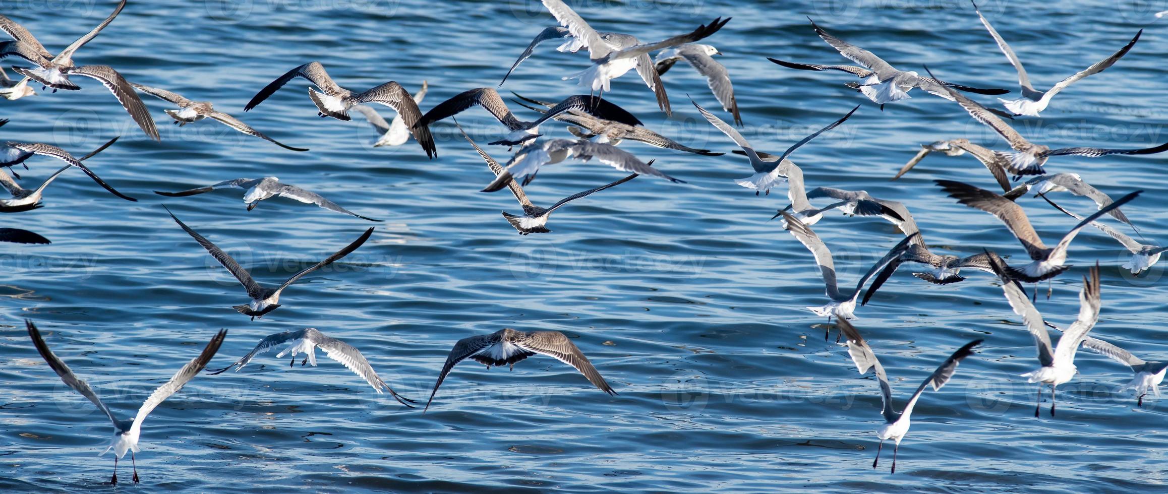 large flock of seagulls on the beach in rhode island photo
