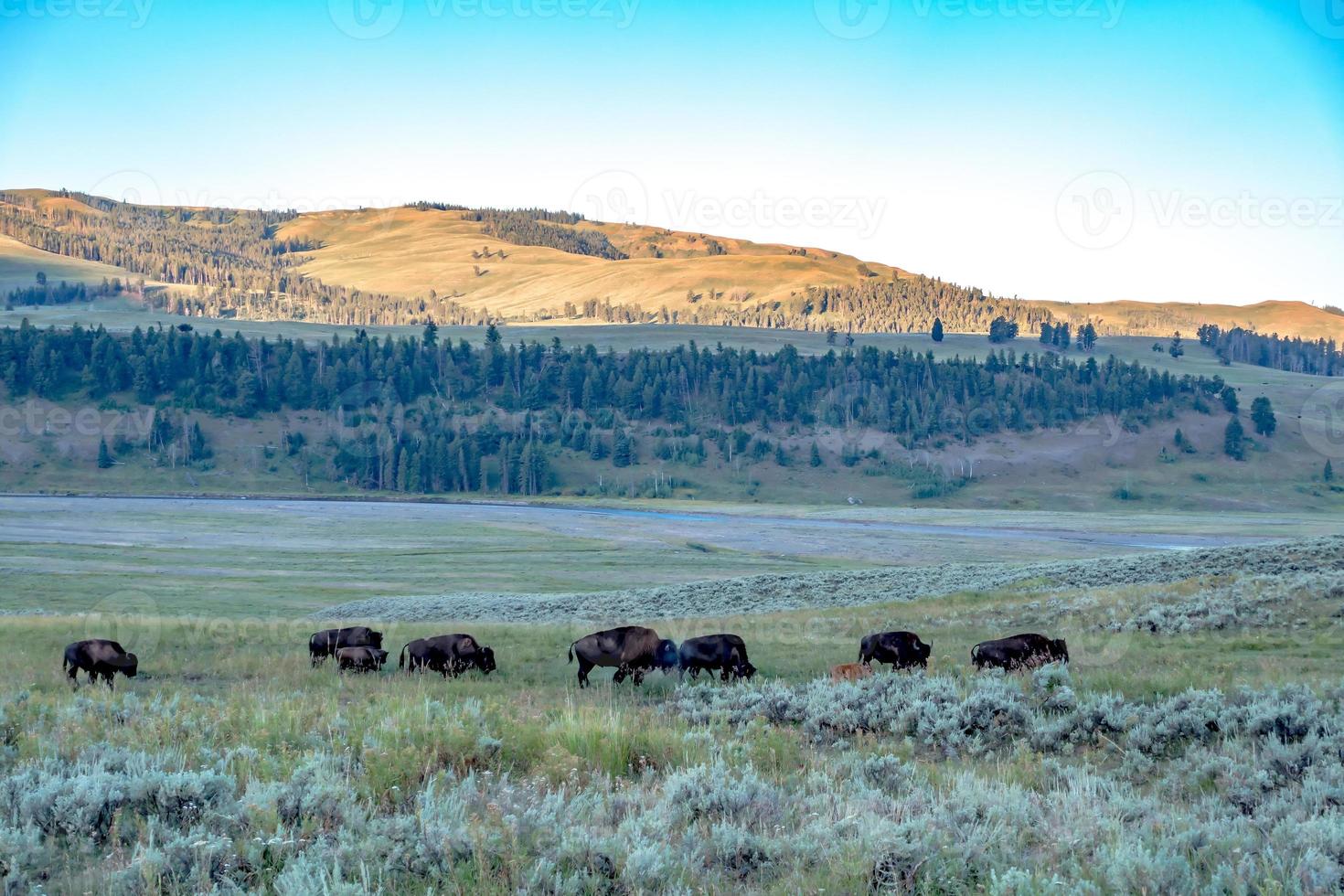 Bison graze in Lamar Valleyat Yellowstone National photo