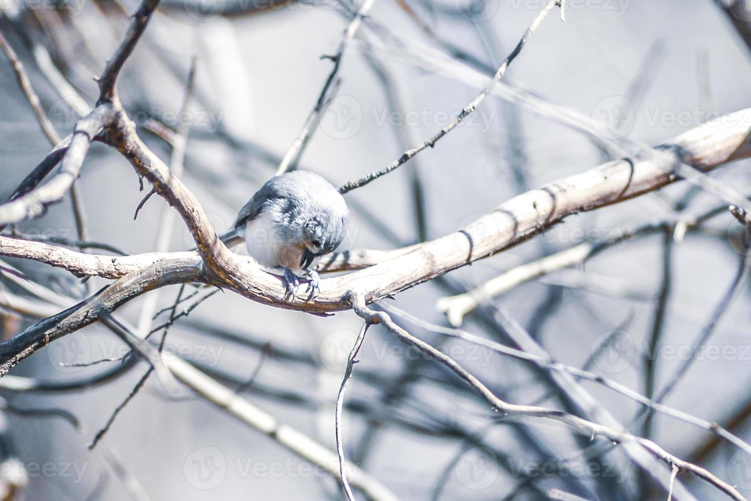 Marsh Tit chickadee resting on a tree branch photo