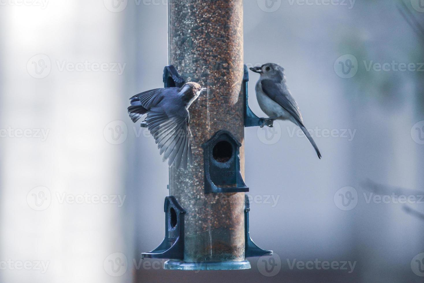 backyard birds around bird feeder photo