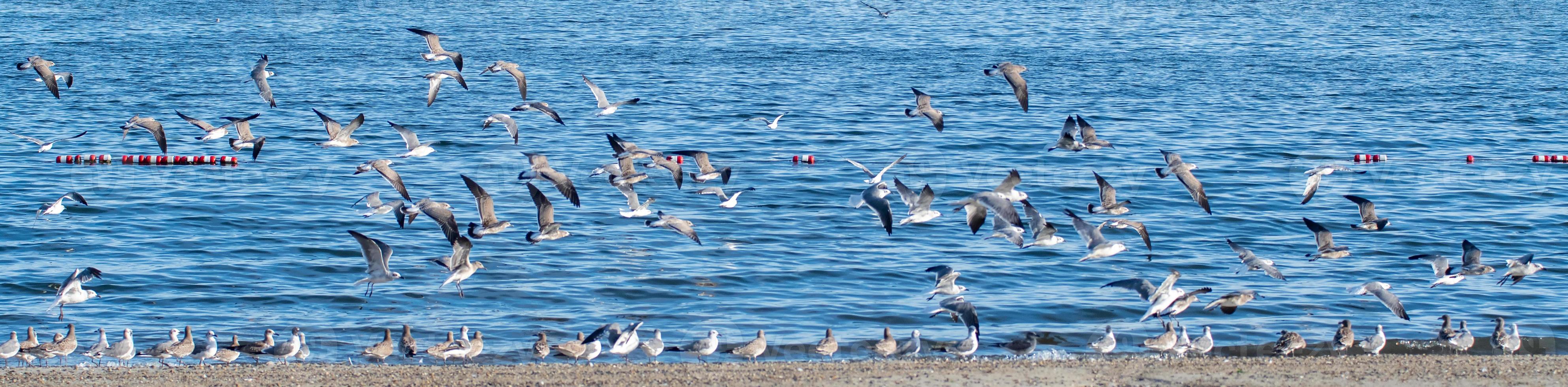 large flock of seagulls on the beach in rhode island photo