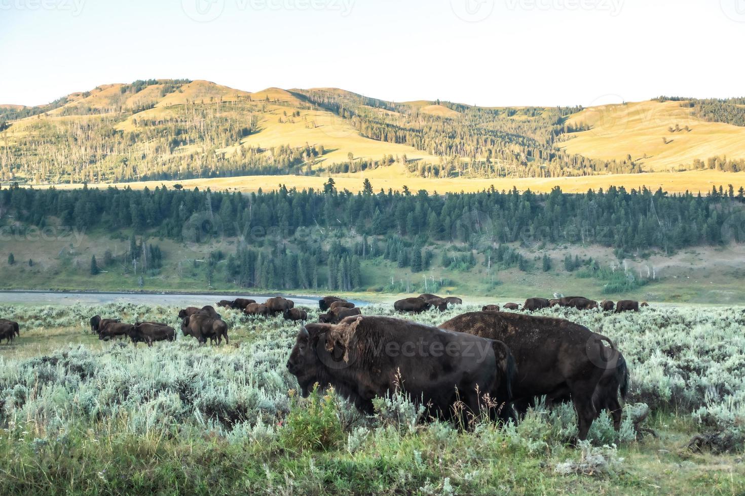 Bison graze in Lamar Valleyat Yellowstone National photo