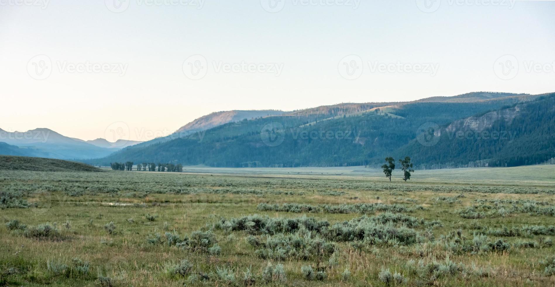 Bison graze in Lamar Valleyat Yellowstone National photo