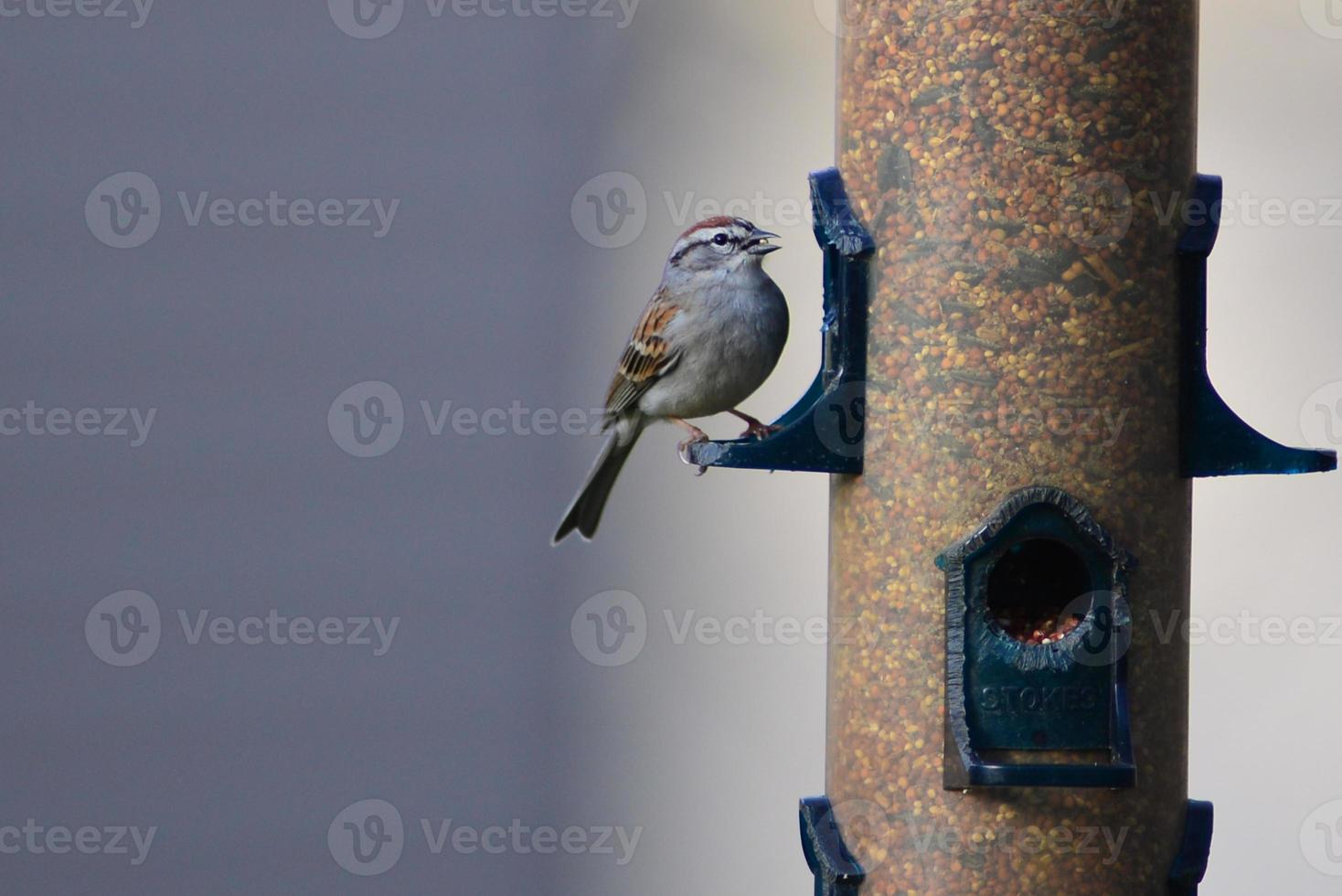 grupo de pájaros pasando el rato en el comedero para pájaros foto