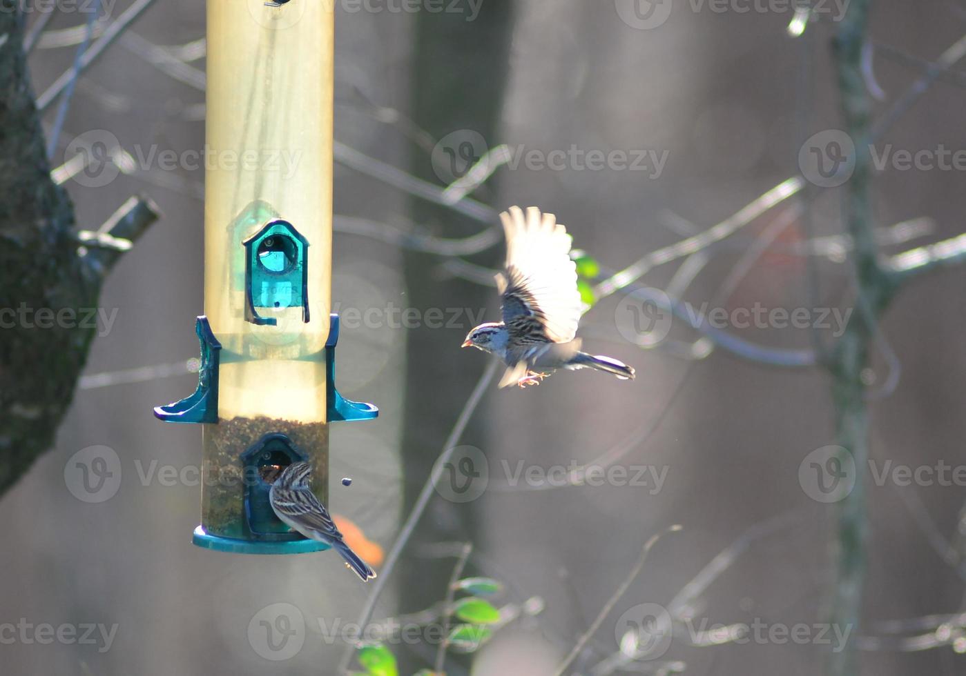 birds feeding and playing at the feeder photo