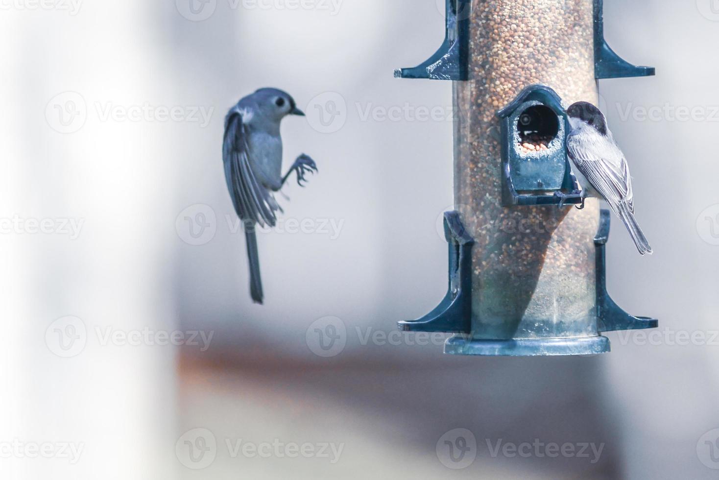 birds feeding and playing at the feeder photo