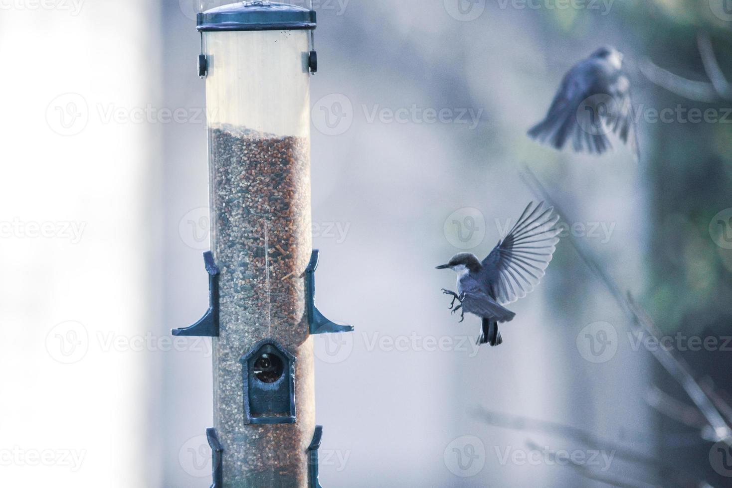 backyard birds around bird feeder photo